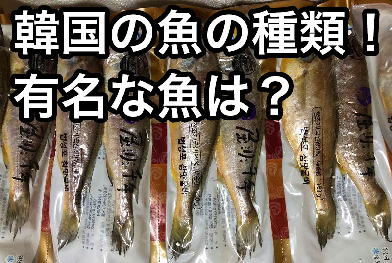 韓国の魚の種類 有名なのはイシモチ 日本とはちょっと違うお魚事情