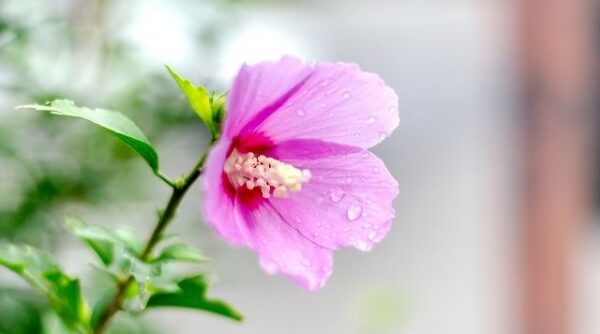 花は韓国語で꽃 コッ 関連表現や種類ごとの呼び名も徹底解説